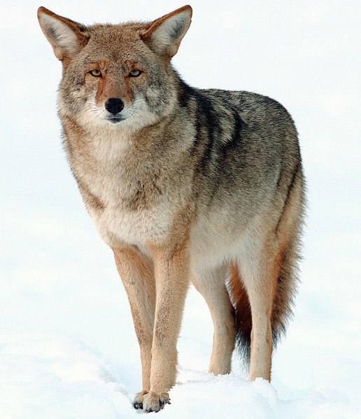 Photo by: Yathin S Krishnappa/https://commons.wikimedia.org/wiki/File:2009-Coyote-Yosemite.jpg
